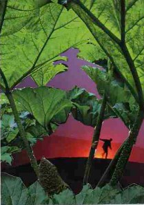 twn Shadow & Light Meo collage: She Who Dances on the Edge of Darkness and Light