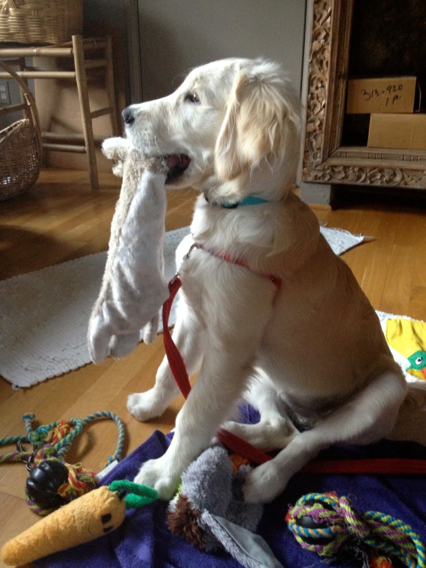 Puppy Tara’s Lessons on How to Love My Animal&nbsp;Body